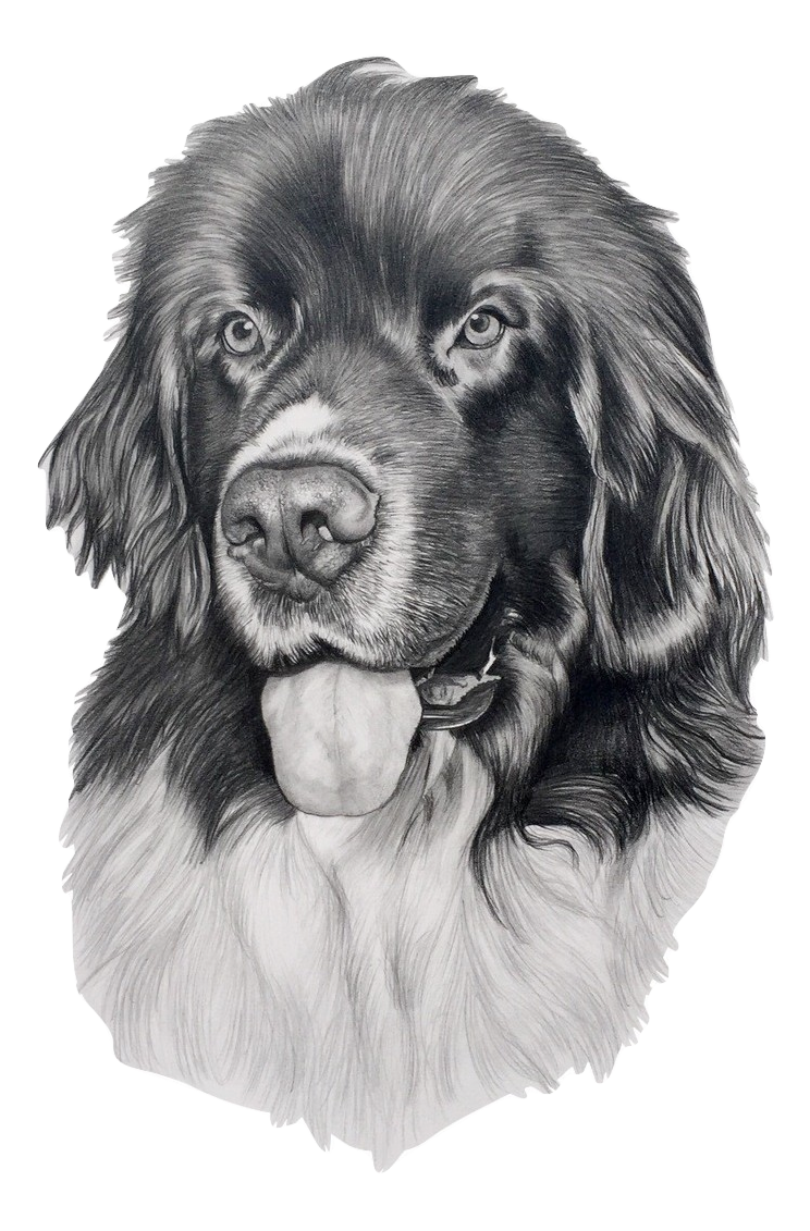 dog pet portrait