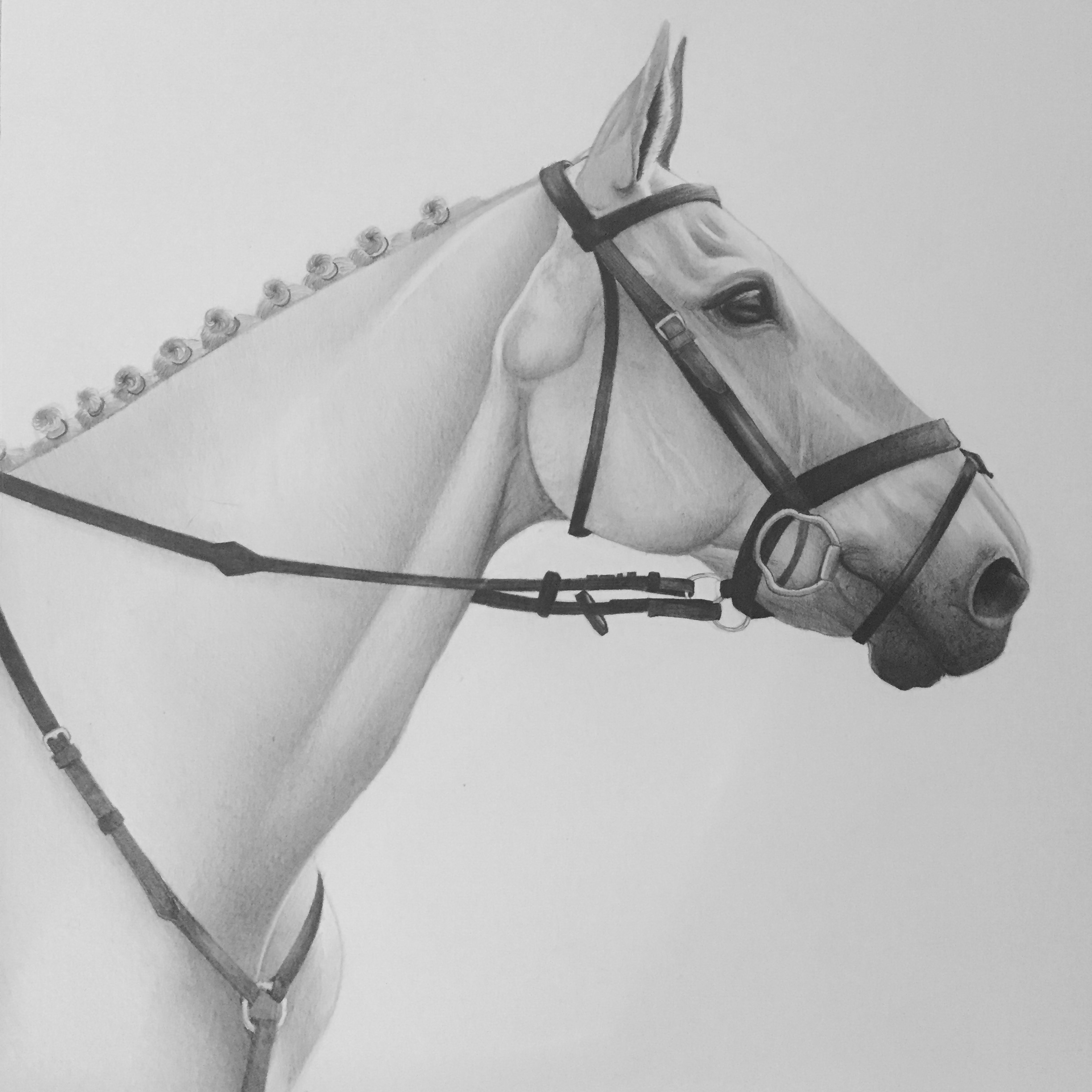 horse pet portrait equine portrait
