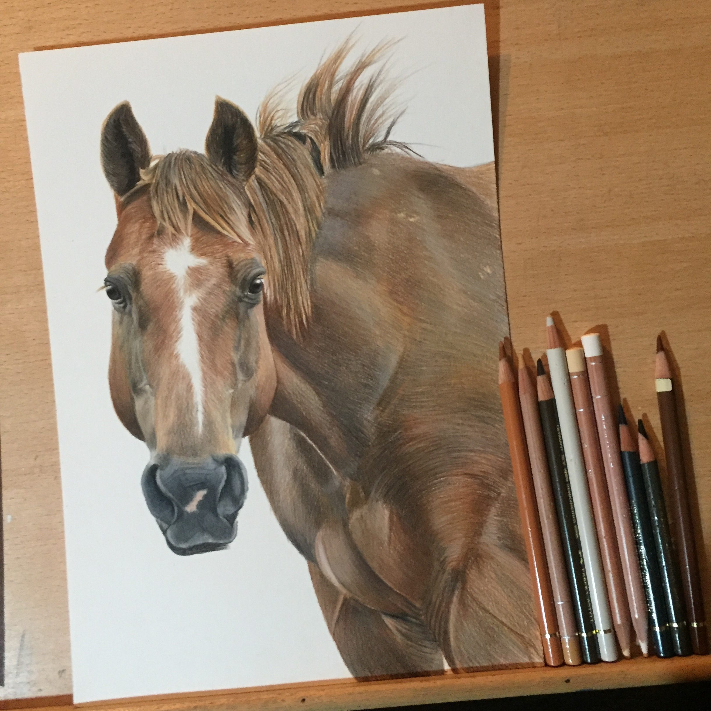 Texas horse equine pet portrait