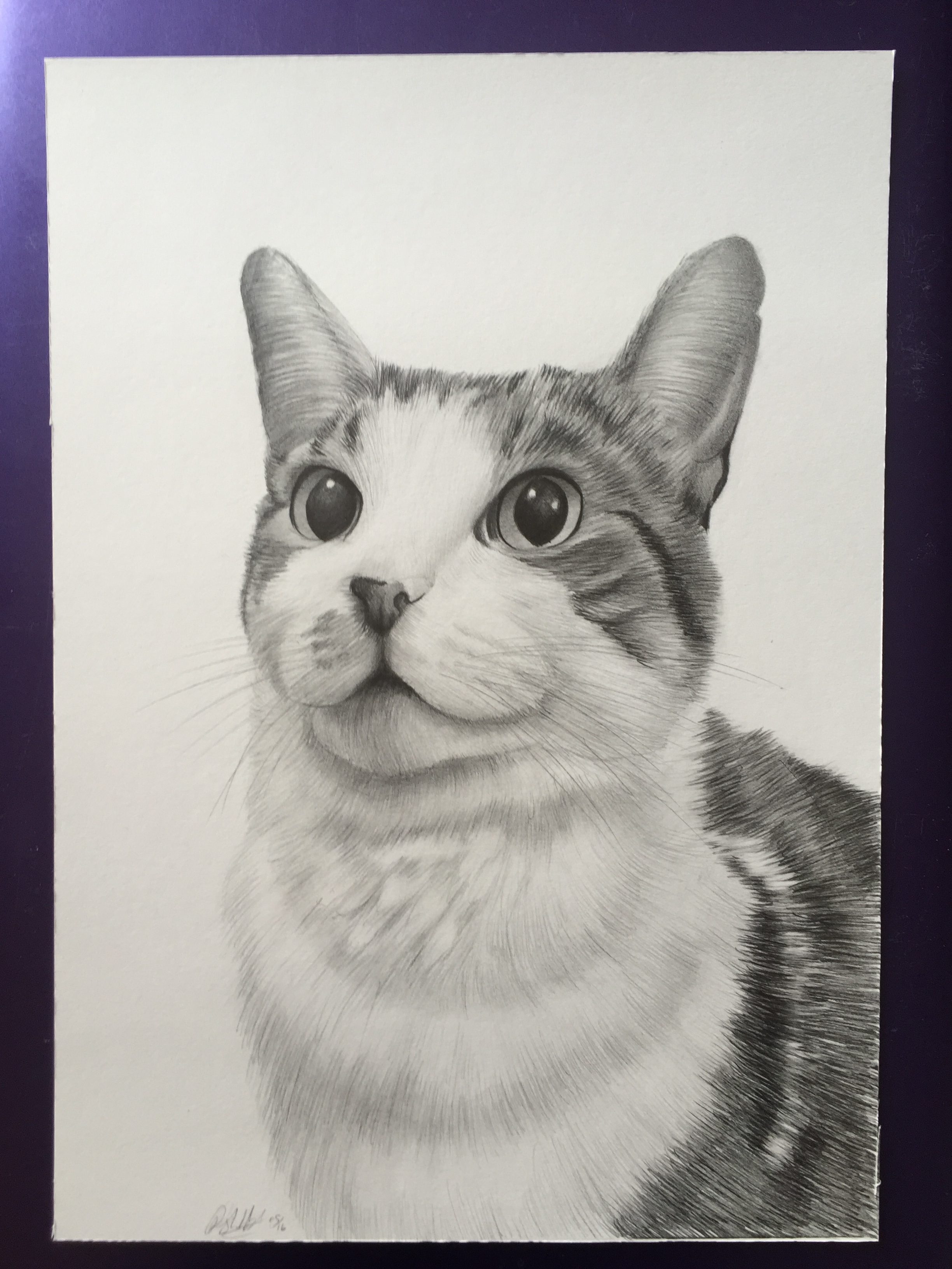 cat pet portrait